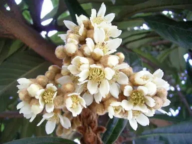 枇杷花.webp.jpg