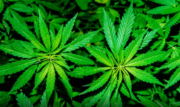20200425 大麻.png